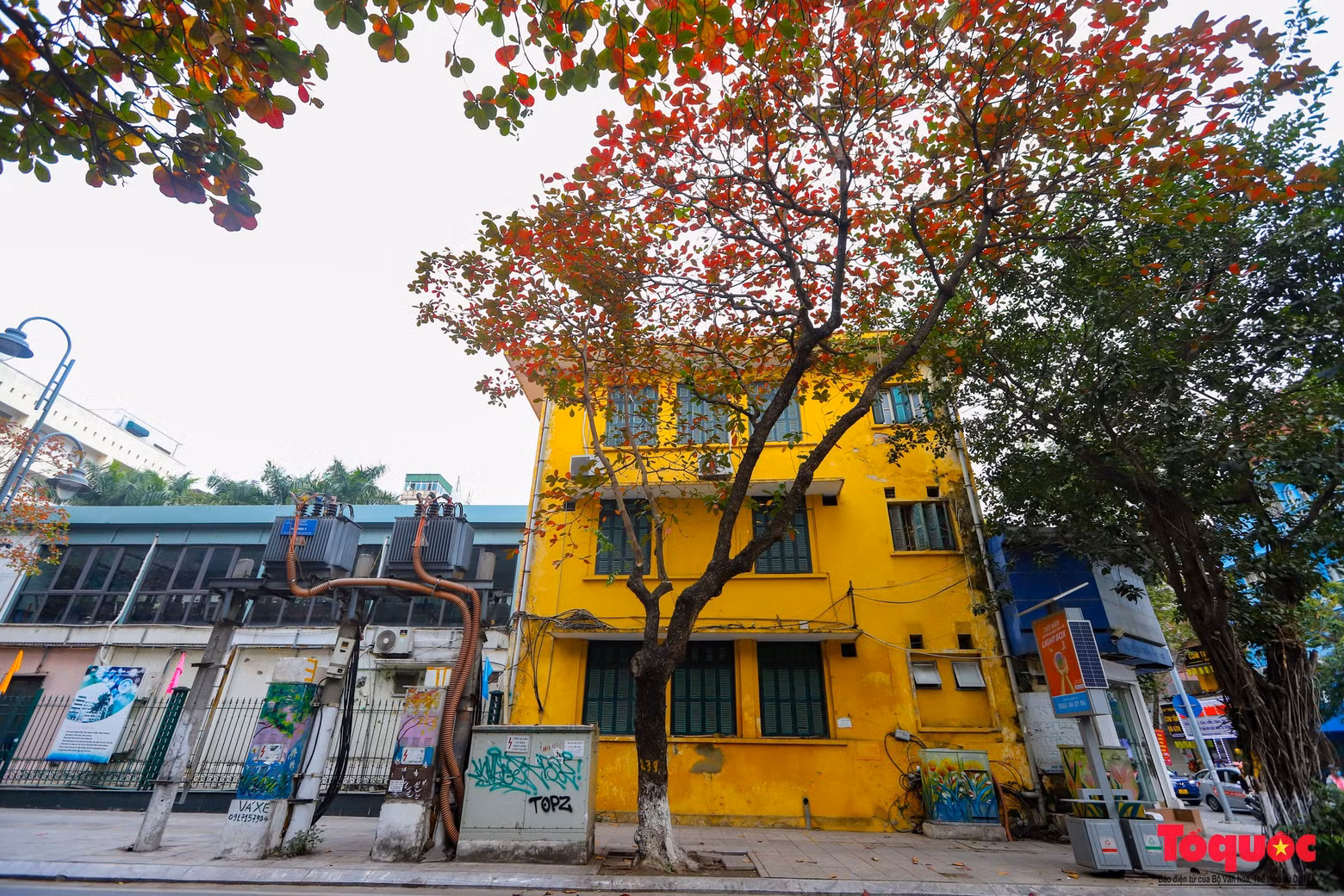 El nombre científico del almendro es terminalia catappa, perteneciente a la familia de las combretáceas. Es un árbol de gran tamaño que crece en regiones tropicales. Un árbol puede alcanzar hasta 35 metros de altura y tiene un follaje recto y simétrico que crece en ramas horizontales.