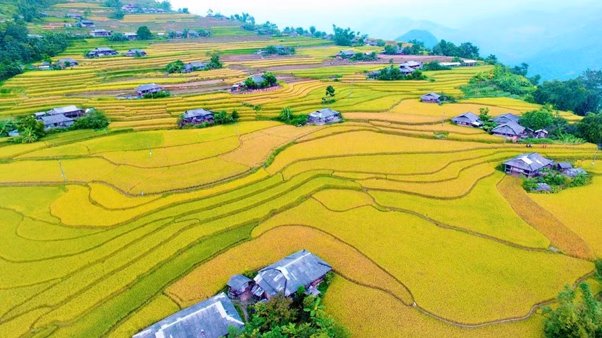 Los campos en terrazas de Hoang Su Phi se concentran principalmente en las comunas de Ban Luoc, San Sa Ho, Ban Phung, Ho Thau, Nam Ty y Thong Nguyen. Los campos en terrazas de Hoang Su Phi se concentran principalmente en las comunas de Ban Luoc, San Sa Ho, Ban Phung, Ho Thau, Nam Ty y Thong Nguyen.