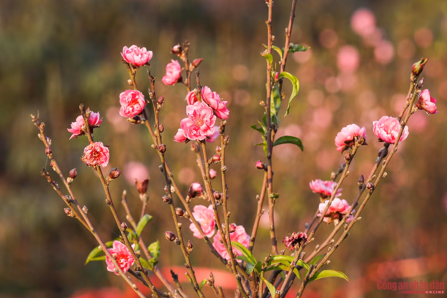 Las flores de melocotón en los jardines de Nhat Tan, distrito de Tay Ho, brotan por esta época.