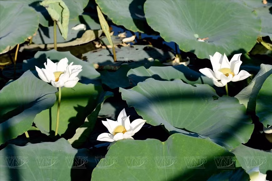 El lago Tinh Tam rebosante de la vitalidad de los lotos. El lago Tinh Tam rebosante de la vitalidad de los lotos.