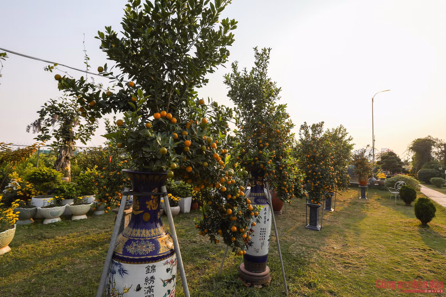 Cada huerta se extiende sobre unos mil metros cuadrados con una cantidad de árboles que varía de unos pocos cientos a miles. Como en los últimos años, el kumquat sembrado en macetas es el producto más buscado por los amantes de los bonsáis.