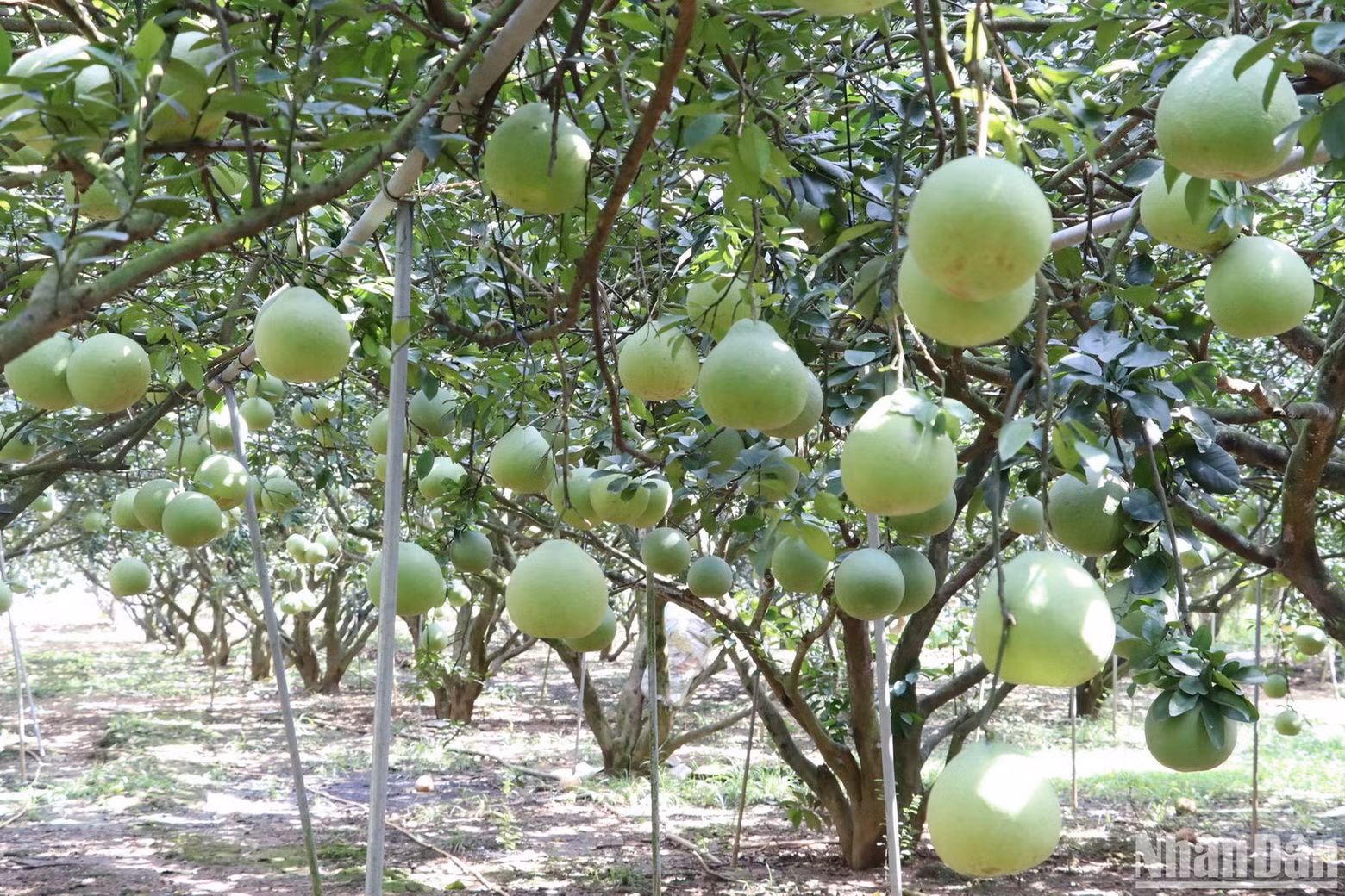 Los árboles de pomelo están muy bien cuidados. Los árboles de pomelo están muy bien cuidados.