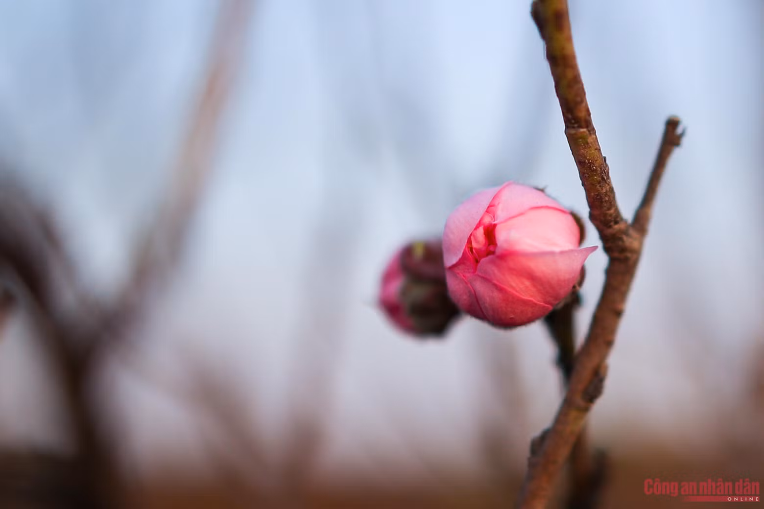 Según los cultivadores, este año el clima es favorable. Si hay lluvias de primavera en diciembre, las flores serán muy hermosas.