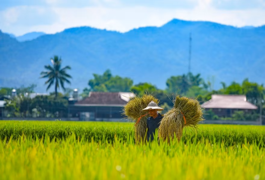 Campesinos cosechan arroz en el campo Muong Thanh.