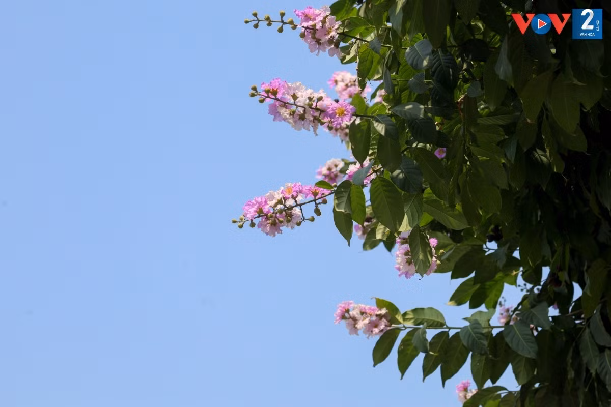 Aunque no tienen fragancia, la belleza de estas flores contribuyen a colorear la vida.