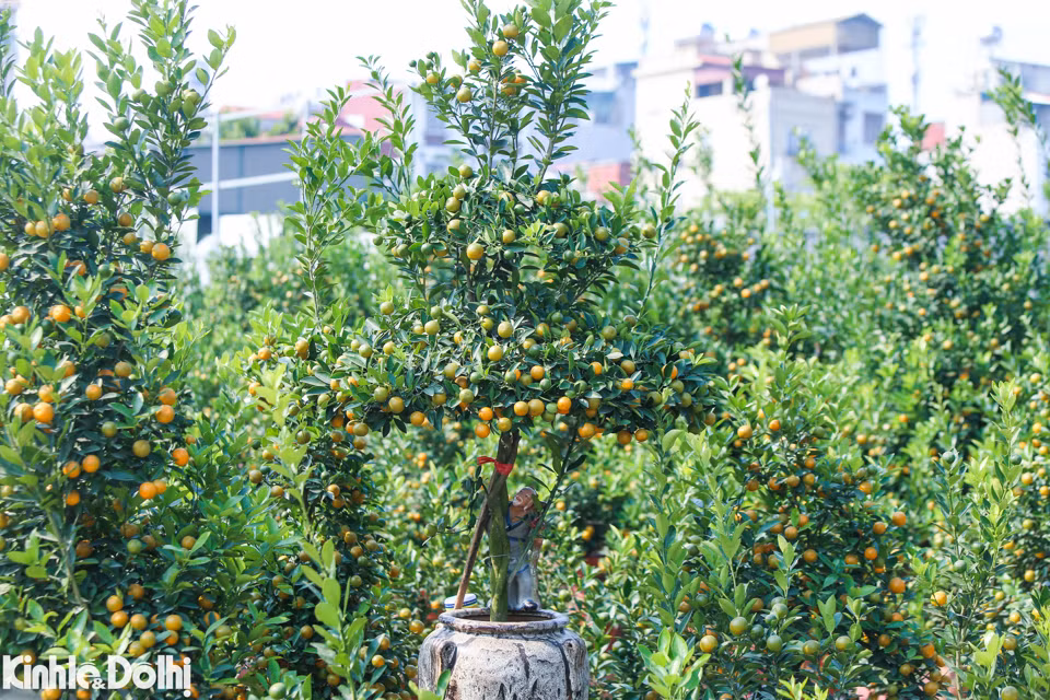 Este año, los cultivadores ofrecen muchas variedades de kumquats plantados en jarrones, tarros y bandejas para satisfacer las diversas necesidades de los clientes.