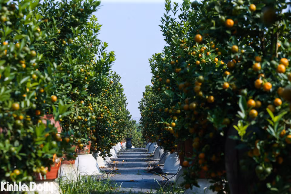 Los bonsáis de kumquat con formas singulares son los favoritos de muchos clientes.