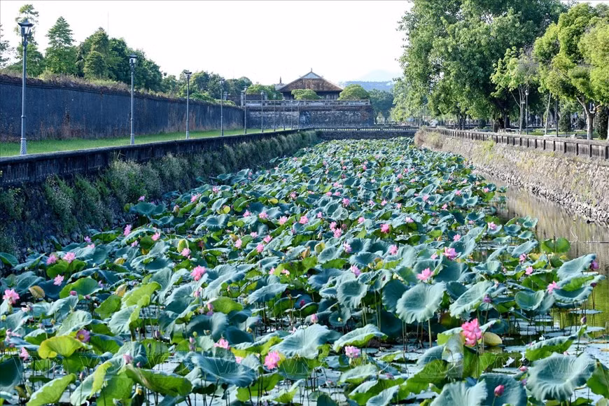 La belleza antigua eclipsa las obras arquitectónicas reales de épocas posteriores y se combina con las flores de loto frescas, suaves y coloridas, para crear un esplendor único de Hue, en cada estación del loto.