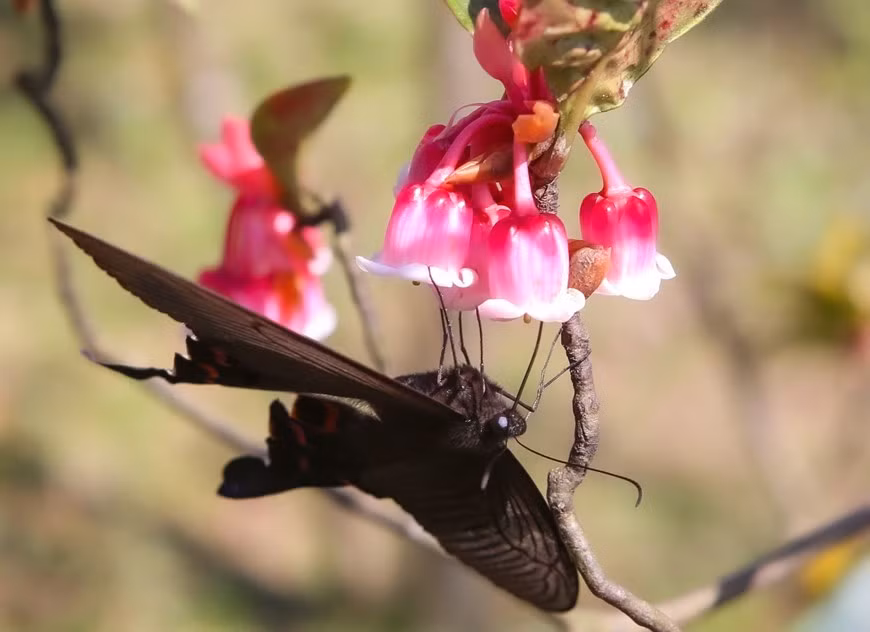 La fragancia y el color de las flores atraen a pájaros y mariposas para recolectar néctar La fragancia y el color de las flores atraen a pájaros y mariposas para recolectar néctar