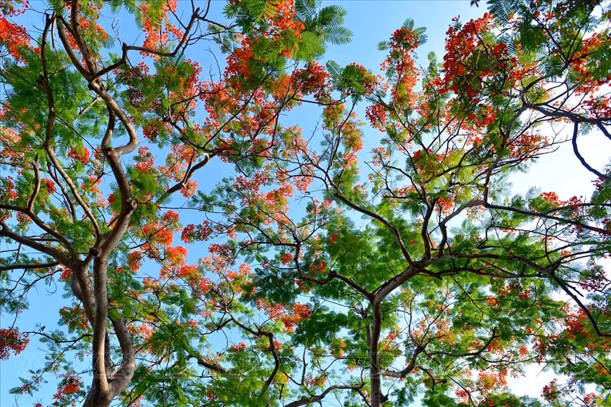 El color de las flores en la ciudadela.