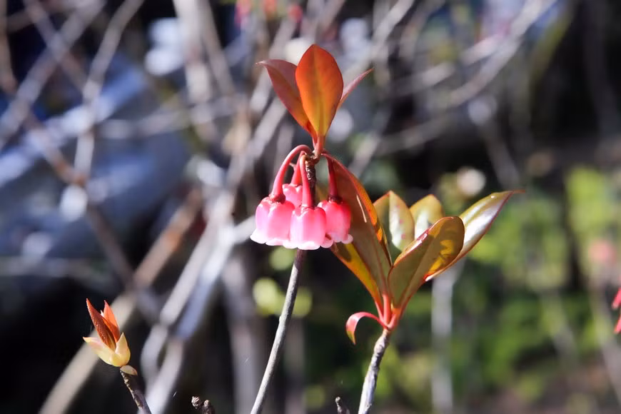 La belleza de las flores de durazno con forma de campana bajo el sol de la primavera La belleza de las flores de durazno con forma de campana bajo el sol de la primavera