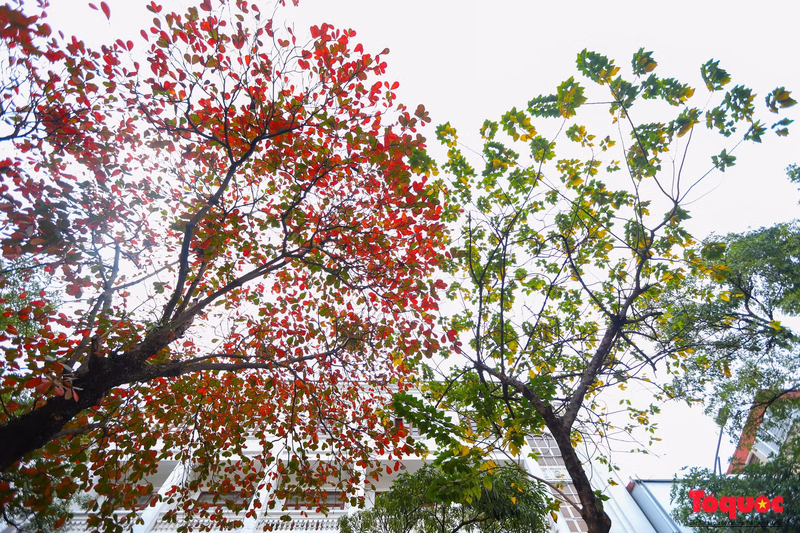 La temporada de cambio de hojas de los almendros de hojas rojas es como una marca del invierno en Hanói.