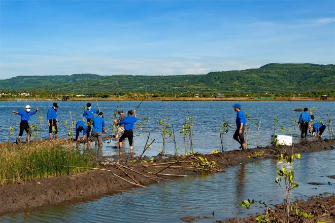 La juventud de Phu Yen devuelve el color verde a la laguna O Loan. (Foto: VNA)
