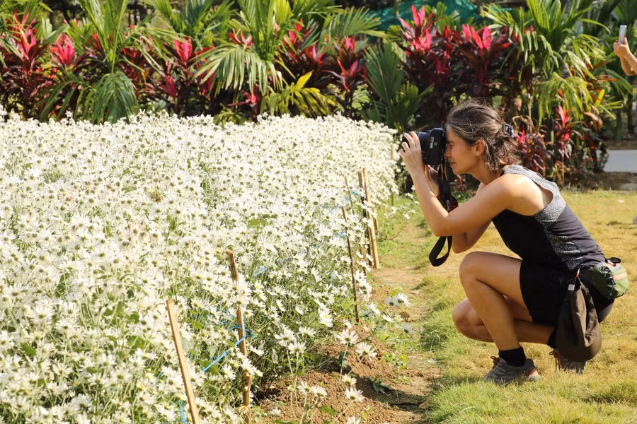 Los turistas tendrán una experiencia maravillosa y emotiva cuando vengan a Ninh Binh durante la temporada de floración de las margaritas blancas.