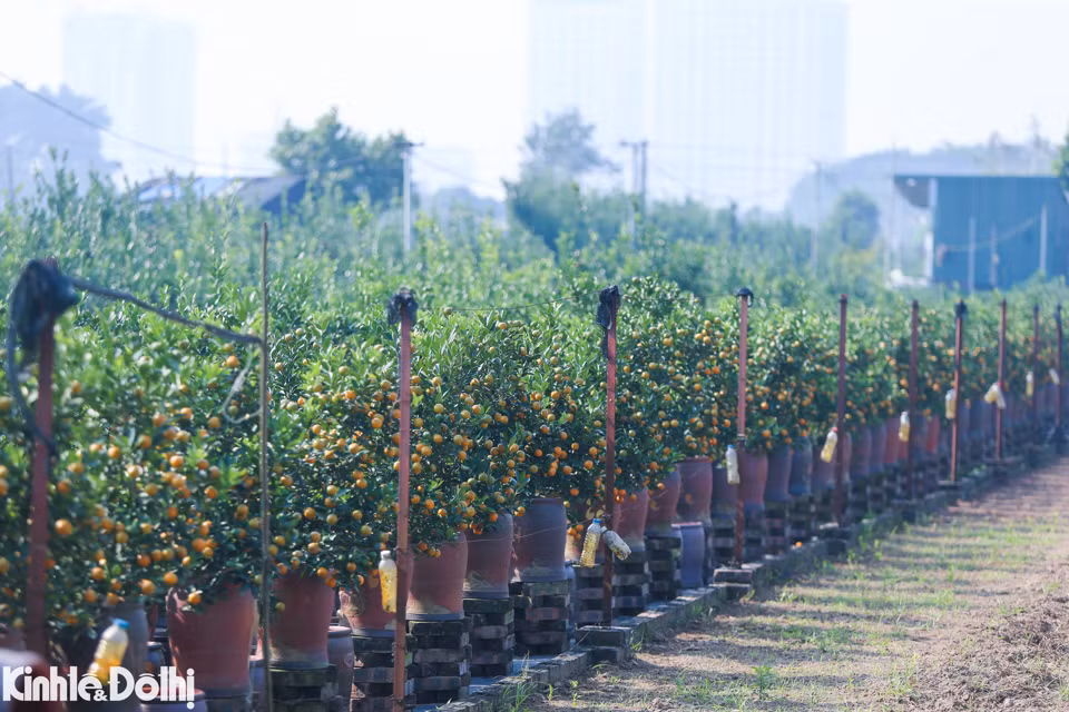 Los jardines se aprestan a concluir la cosecha para satisfacer la demanda de esa planta ornamental.