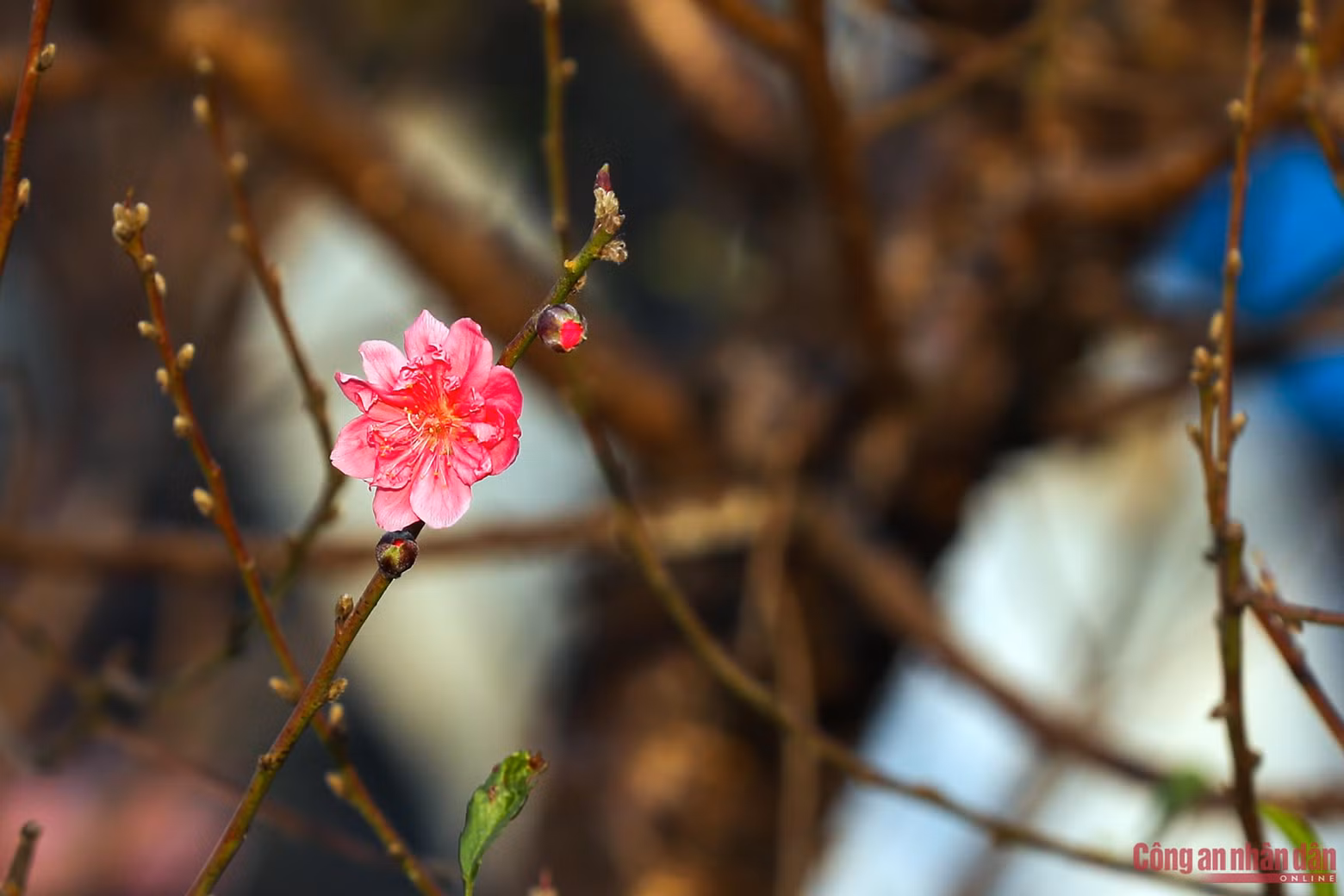 La floración de las plantas de durazno anuncia la llegada de la primavera.