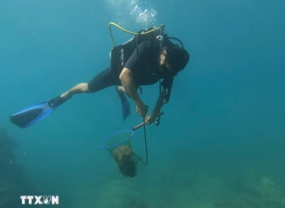 Recolecta residuos en el mar. (Fuente: VNA)