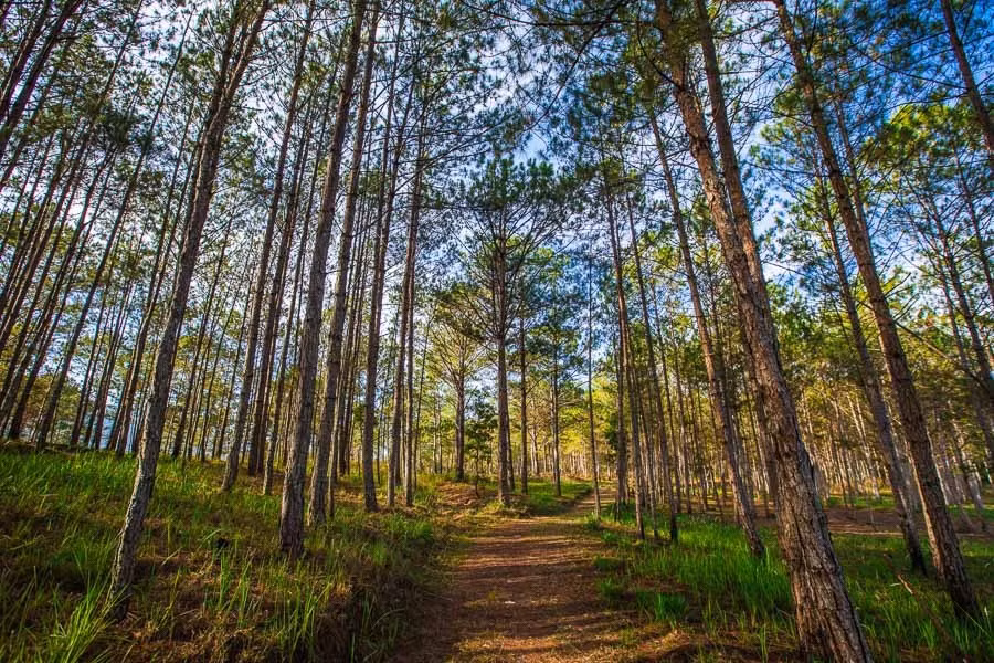 Bosque de pino en Da Lat.