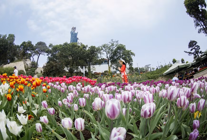 Decenas de miles de tulipanes florecen en la cima de la montaña de Ba Den. (Fuente: VNA)
