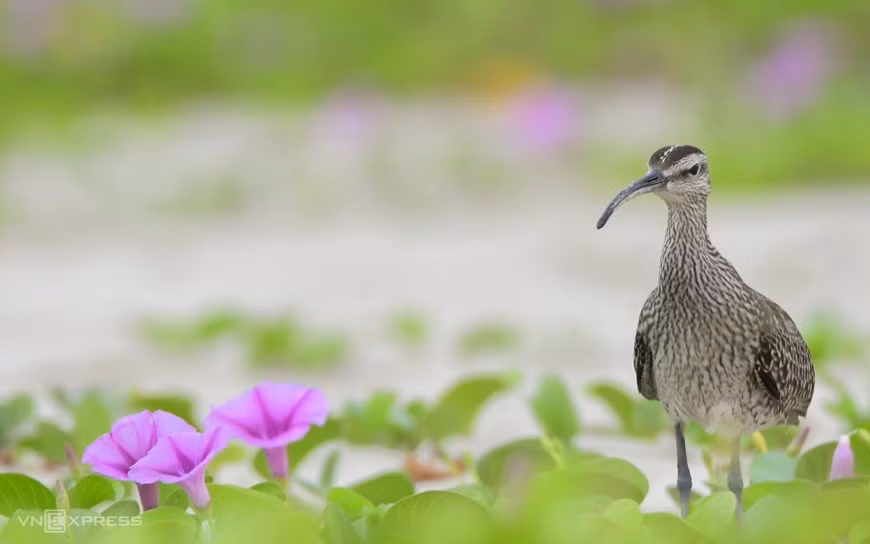 En Da Nang, durante la temporada de migración de aves, especies como los zarapito trinador con el nombre científico Numenius phaeopus cazan y se alimentan de las aguas en la península de Son Tra, lo que capta la atención especial de numerosos fotógrafos. (Fuente: vnexpress.net)