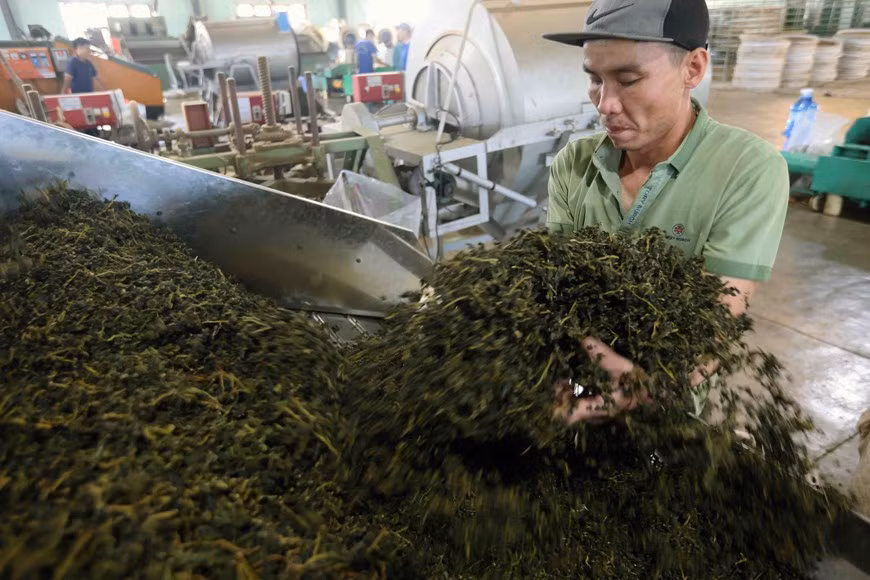 Producción de té oolong en la fábrica de Gia Dat Viet (comuna de Loc Quang, distrito de Bao Loc). Foto: Vu Sinh - VNA
