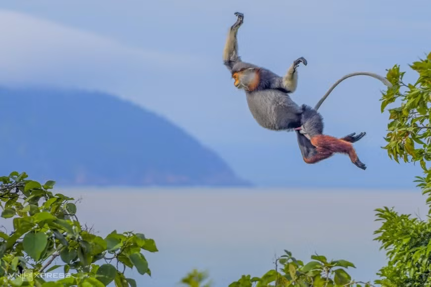 El langur jaspeado salta en el bosque Son Tra como un artista de circo “volando”. (Fuente: vnexpress.net) El langur jaspeado salta en el bosque Son Tra como un artista de circo “volando”. (Fuente: vnexpress.net)