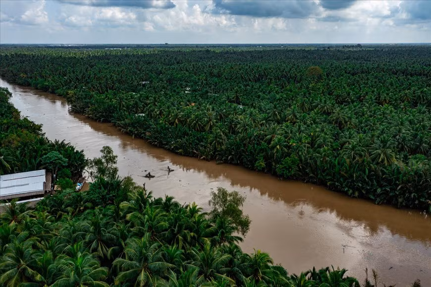 El vasto bosque de cocos en la provincia de Ben Tre, conocida como la "tierra de cocos". Es famosa por tener la zona de cultivo de cocos más grande y antigua del país. Foto: Revista Vietnam