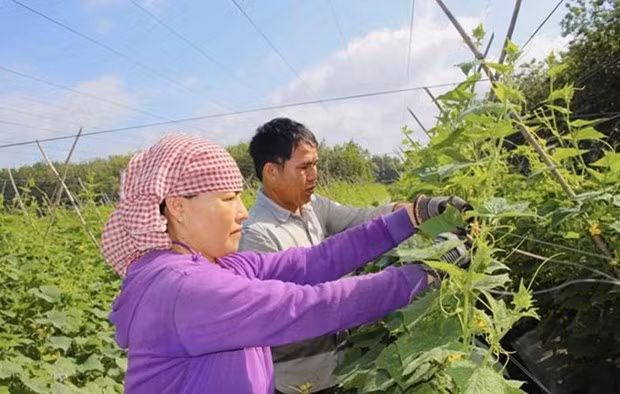 Personas del pueblo étnico Thai en la provincia de Tay Ninh en el cultivo (Fuente:http://m.mattran.org.vn)