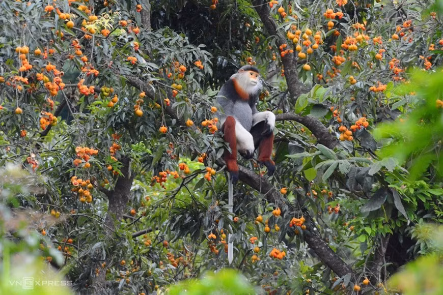 La península de Son Tra tiene su propia belleza en diferentes momentos. El paisaje del bosque es de color púrpura brillante en mayo, lleno de frutas maduras en julio, mientras el bosque es rojo y amarillo a finales de otoño, lo que hace que el paisaje aquí sea fascinante y atractivo durante todo el año. (Fuente: vnexpress.net) La península de Son Tra tiene su propia belleza en diferentes momentos. El paisaje del bosque es de color púrpura brillante en mayo, lleno de frutas maduras en julio, mientras el bosque es rojo y amarillo a finales de otoño, lo que hace que el paisaje aquí sea fascinante y atractivo durante todo el año. (Fuente: vnexpress.net)