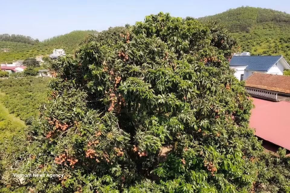 El árbol de lichi tiene más de 100 años y pertenece a la variedad original de lichi de maduración temprana de Phuc Hoa. Es un símbolo cultural, un recuerdo y un orgullo para muchas generaciones de la población local. Foto: (VNA)
