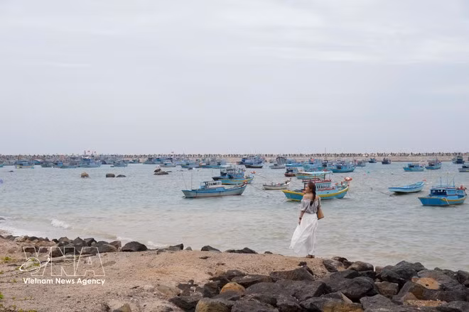 La isla de Phu Quy ha recibido a numerosos turistas nacionales e internacionales en los últimos tiempos. (Foto: VNA)
