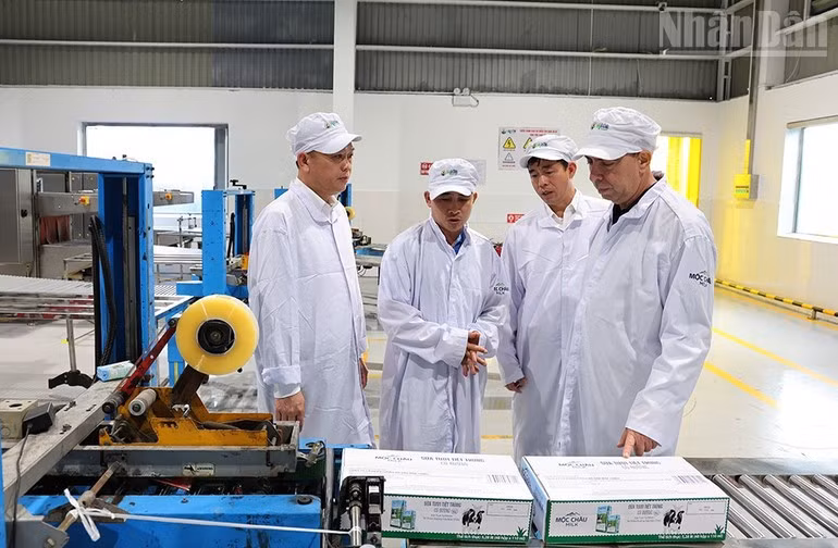 La delegación de la embajada de Cuba en Vietnam visita el centro de vacas reproductoras de Moc Chau.