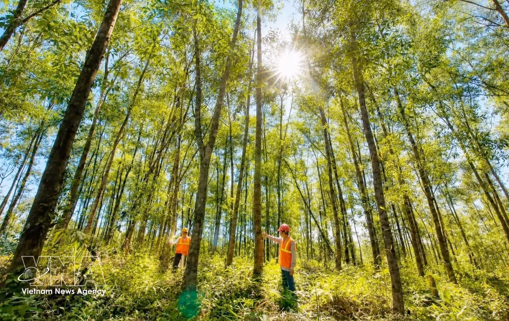 La provincia de Quang Tri aspira a aumentar la superficie de bosques certificados a 80 mil hectáreas para 2030, con el objetivo de convertirse en un centro de suministro de materias primas y procesamiento de madera plantada en la región Central. (Foto: VNA)