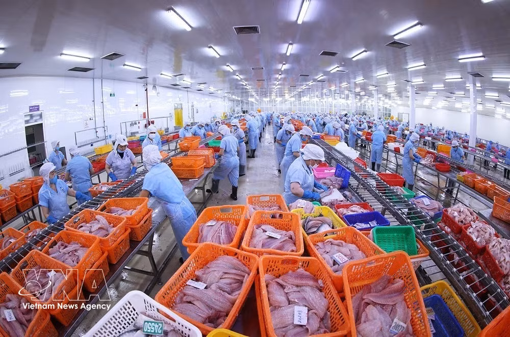 La línea de procesamiento de pangasius cumple con los estándares de exportación en la fábrica Atlantic (Navico), la segunda cadena de producción y exportación de pangasius de circuito cerrado más grande del mundo. (Foto: VNA)