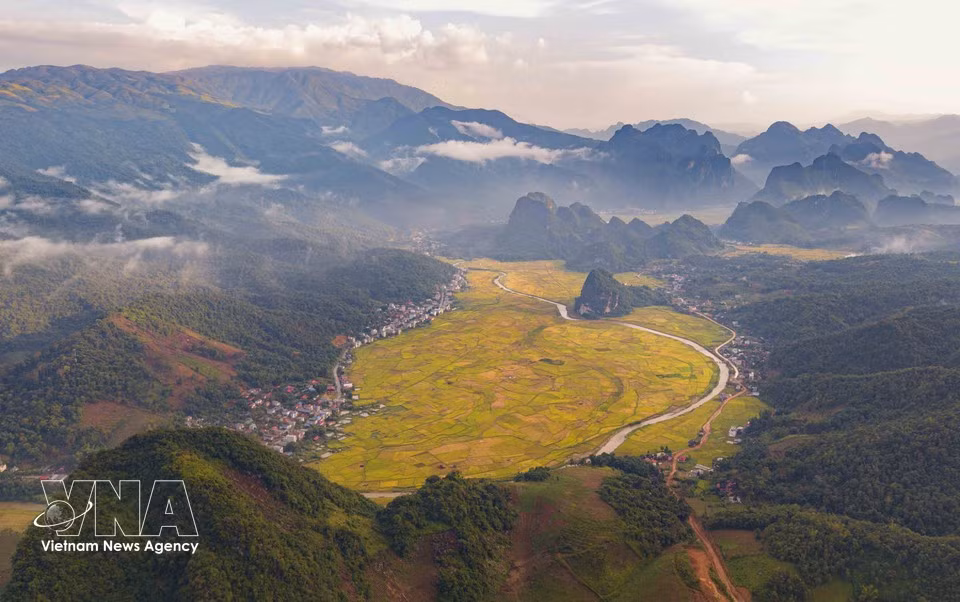 Los campos de arroz maduros se extienden entre las montañas, formando el paisaje característico del valle. (Foto: VNA)