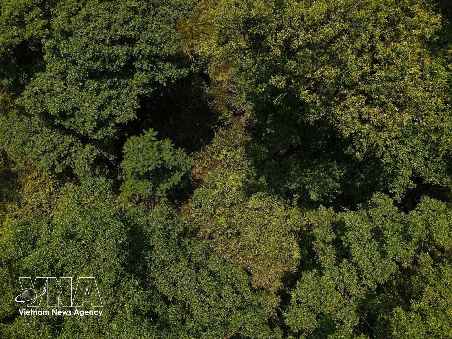 La dolina emerge entre los bosques primarios y las montañas de piedra caliza del Parque Phong Nha - Ke Bang. (Foto: VNA)