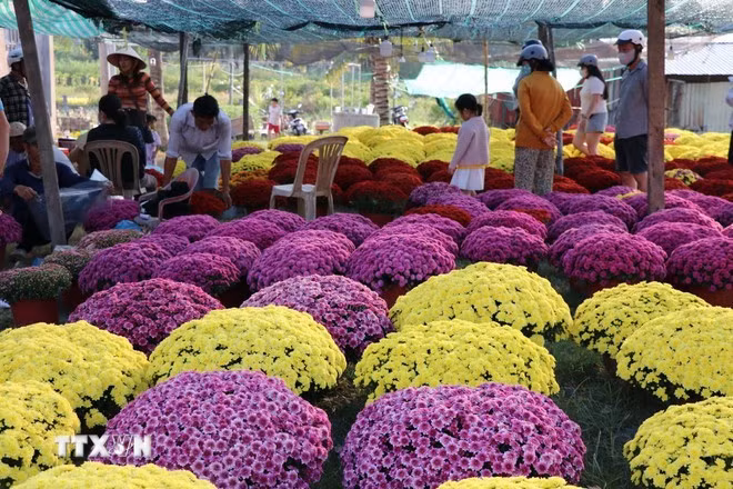 En la aldea de flores ornamentales de Vinh Yen, barrio de Long Duc, provincia de Vinh Long (Foto: VNA)