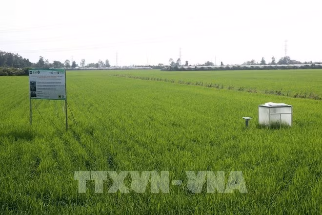 En un campo en Can Tho. (Foto: VNA)