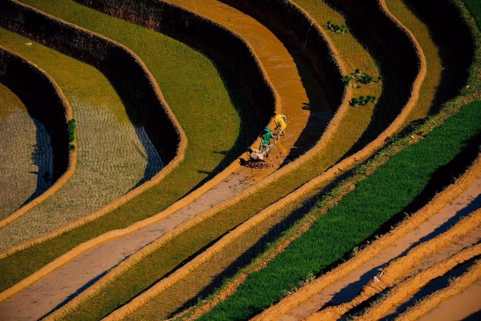 La belleza de los campos en terrazas durante la temporada de riego en la comuna de Lao Chai, provincia de Lao Cai. (Foto: VNA)
