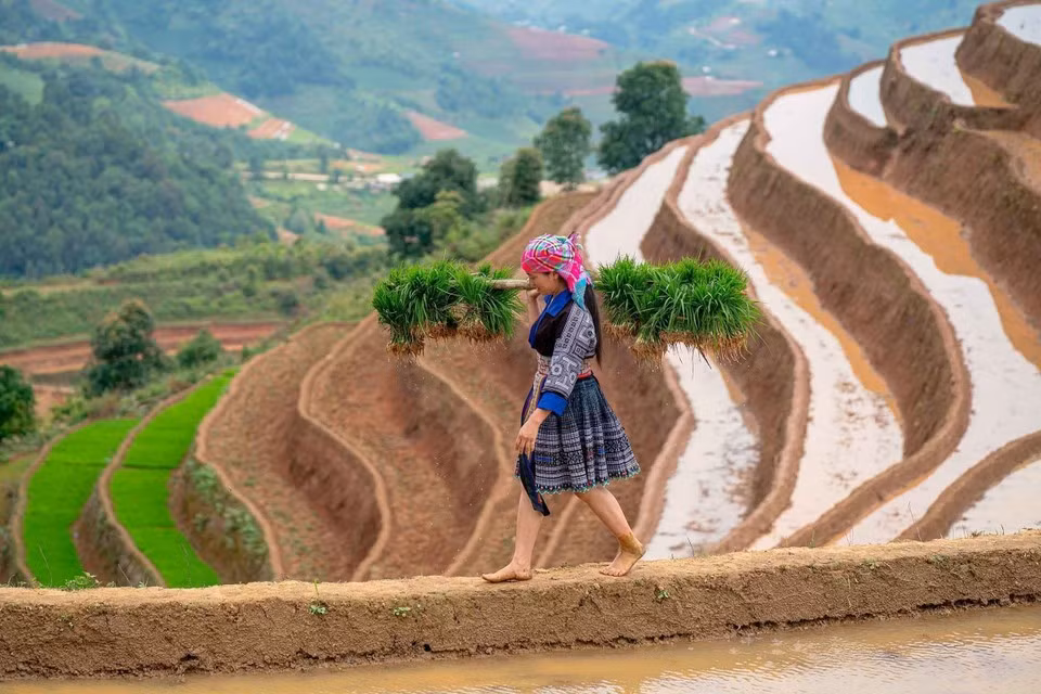 Habitantes de la comuna de Lao Chai, provincia de Lao Cai, inician la siembra cuando empieza la temporada de riego. (Foto: VNA)