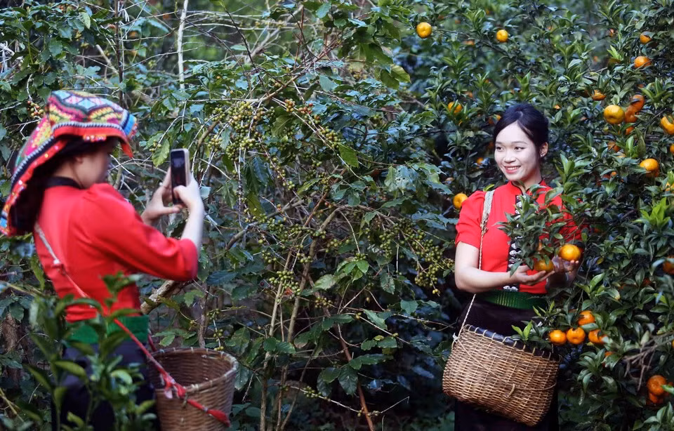 Visitantes recorren el huerto de mandarinas en la aldea de Muong Yen, en el barrio de Chieng Coi. (Foto: VNA)