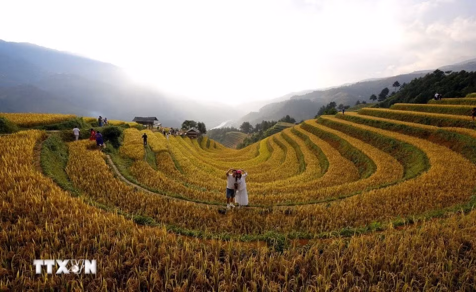 La temporada dorada de Mu Cang Chai atrae a numerosos visitantes que hacen un alto en el camino para contemplar y fotografiar el espléndido paisaje. (Foto: Tuan Anh/VNA)