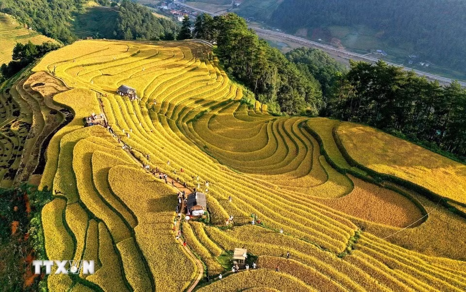 Durante la temporada de cosecha, las terrazas cubiertas de arroz dorado cautivan a los visitantes.