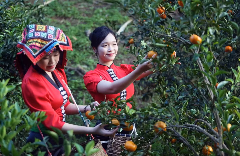 Visitantes explorando un huerto de mandarinas en la aldea de Muong Yen, en el barrio de Chieng Coi. (Foto: VNA)