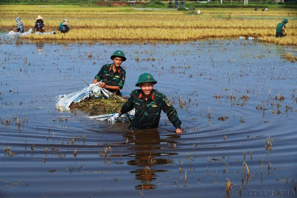 Soldados ayudan a la población a cosechar arroz. (Foto: VNA)