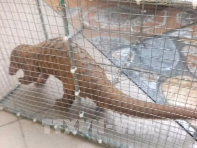 El pangolín de Java descubierto por un residente frente a su casa en Quang Tri es entregado al Departamento de Protección Forestal. (Foto: VNA)