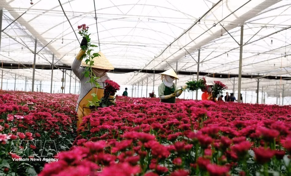 Las flores frescas de la provincia de Lam Dong se exportan a mercados como Dinamarca, Japón y Australia. (Foto: VNA)
