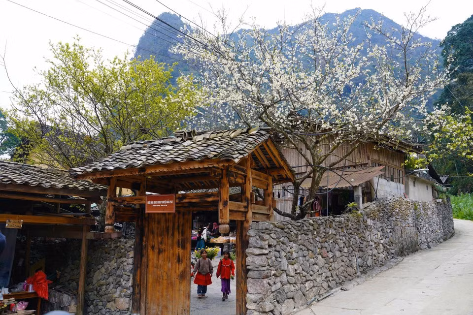 Los melocotoneros en plena floración en la aldea de Lo Lo Chai.