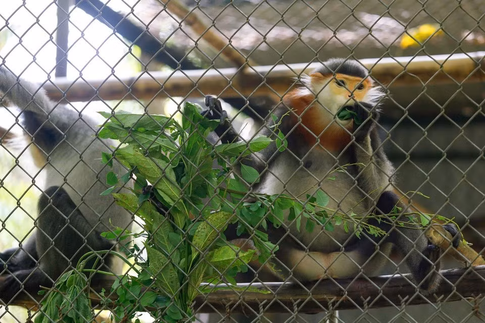 La selección de las hojas se realiza cuidadosamente para asegurar una alimentación segura y adecuada para cada especie.