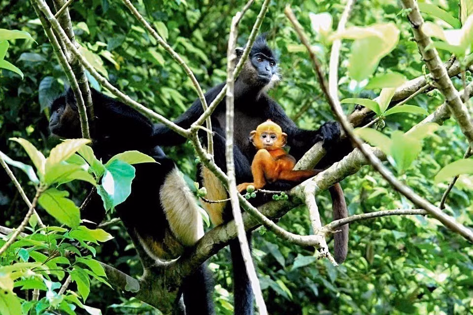 En el área semisalvaje del EPRC vive también el langur douc de rabadilla blanca (Trachypithecus delacouri), cuya población en estado salvaje apenas alcanza los 400 ejemplares.